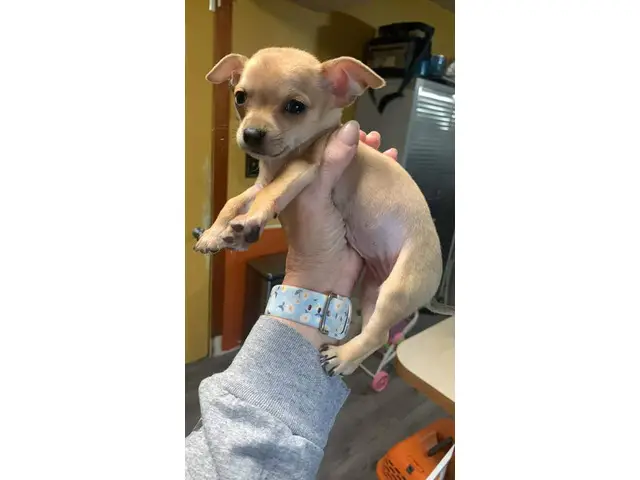 3 Chihuahua puppies available - 7/12
