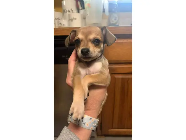 3 Chihuahua puppies available - 8/12