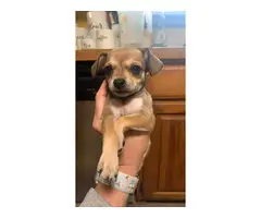 3 Chihuahua puppies available - 8