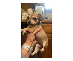 3 Chihuahua puppies available - 9