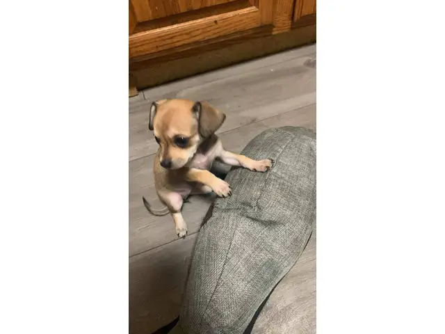 3 Chihuahua puppies available - 10/12