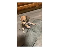 3 Chihuahua puppies available - 10