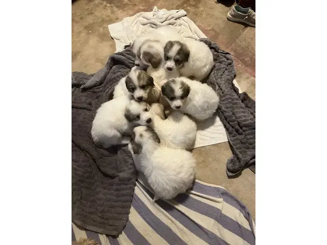 5 Full-blooded Great Pyrenees puppies - 6/8