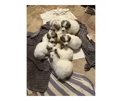 5 Full-blooded Great Pyrenees puppies - 6