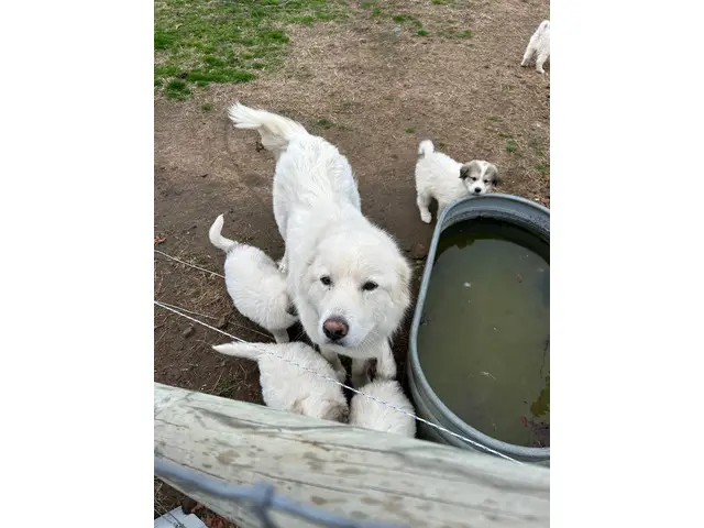5 Full-blooded Great Pyrenees puppies - 7/8