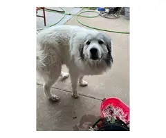 5 Full-blooded Great Pyrenees puppies - 8