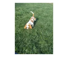 Young Basset Hound Puppy - 2