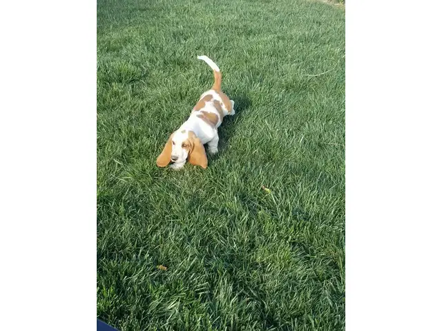 Young Basset Hound Puppy - 5/7