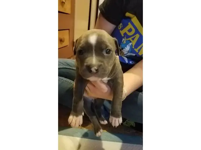 2 male and 5 female Pit bull puppies - 1/7