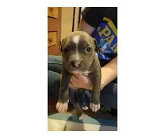 2 male and 5 female Pit bull puppies
