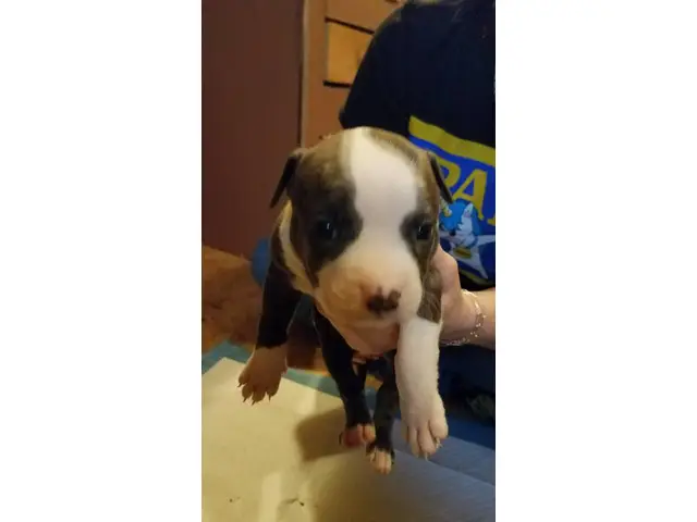 2 male and 5 female Pit bull puppies - 3/7