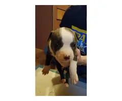 2 male and 5 female Pit bull puppies - 3