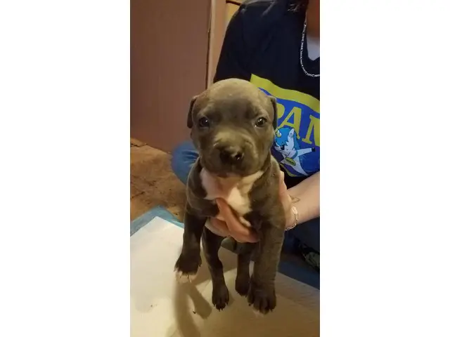 2 male and 5 female Pit bull puppies - 4/7