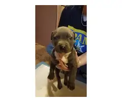 2 male and 5 female Pit bull puppies - 4