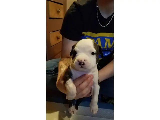 2 male and 5 female Pit bull puppies - 5/7