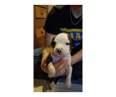 2 male and 5 female Pit bull puppies - 5
