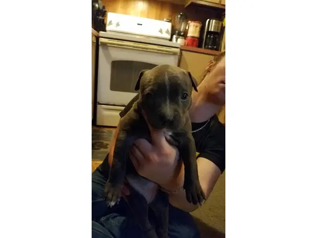 2 male and 5 female Pit bull puppies - 6/7