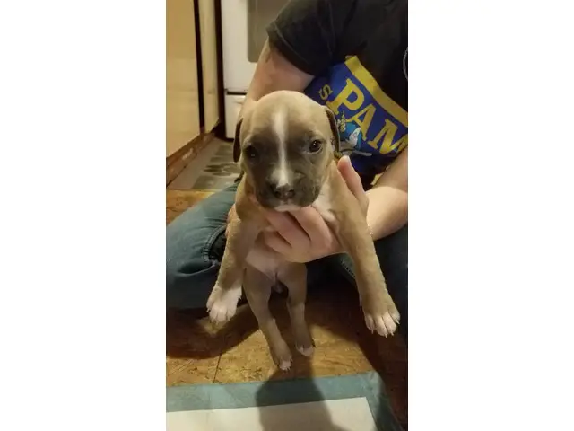 2 male and 5 female Pit bull puppies - 7/7