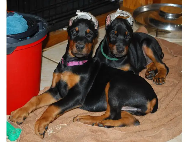 AKC Doberman Pinscher Puppies available March 2023 European Lines - 1/3