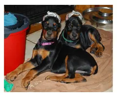 AKC Doberman Pinscher Puppies available March 2023 European Lines