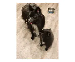 4 Black/White Pomeranian Puppies for Sale - 2