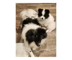 4 Black/White Pomeranian Puppies for Sale - 5