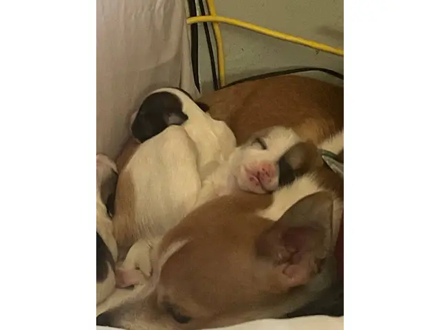 2 female and 1 male Chihuahuas - 5/5
