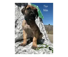 Purebred Great Dane Puppies for Sale - 1