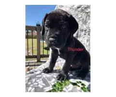 Purebred Great Dane Puppies for Sale - 3