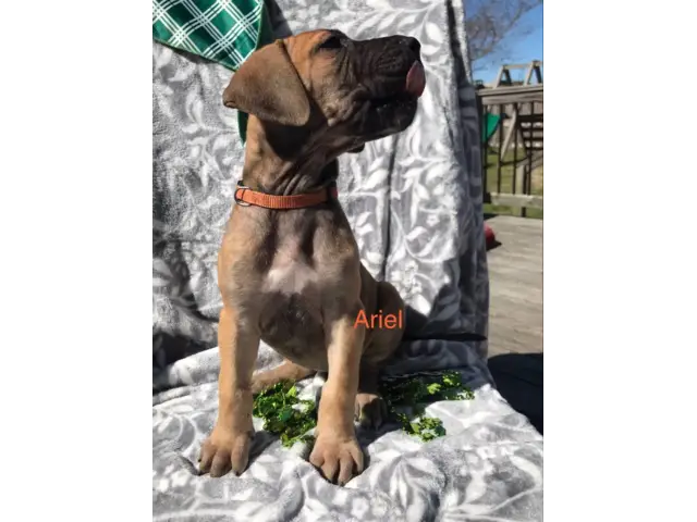 Purebred Great Dane Puppies for Sale - 5/11