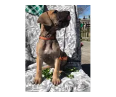 Purebred Great Dane Puppies for Sale - 5