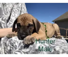 Purebred Great Dane Puppies for Sale - 6