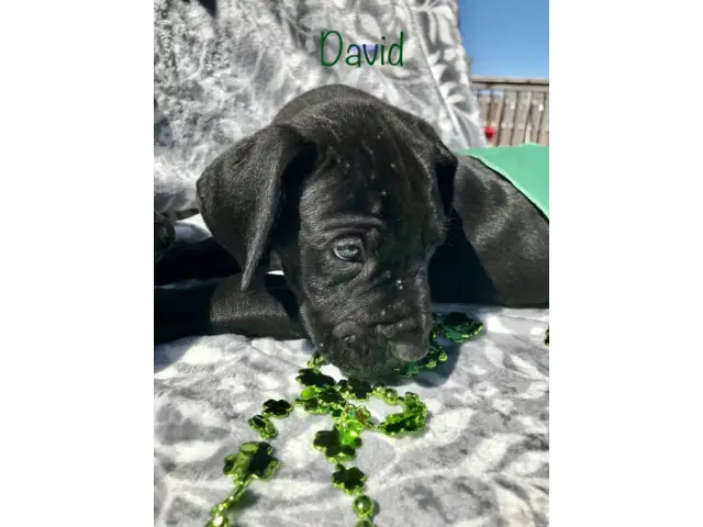 Purebred Great Dane Puppies for Sale - 7/11