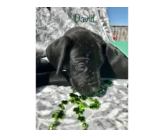 Purebred Great Dane Puppies for Sale - 7