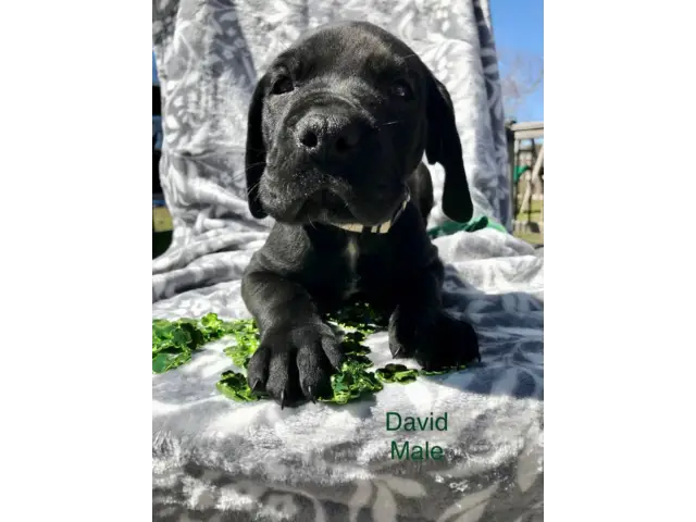 Purebred Great Dane Puppies for Sale - 9/11