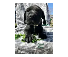 Purebred Great Dane Puppies for Sale - 9