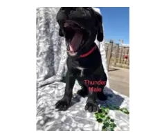 Purebred Great Dane Puppies for Sale - 10