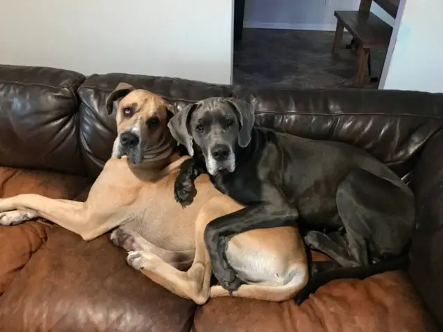 Purebred Great Dane Puppies for Sale - 11/11