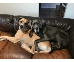 Purebred Great Dane Puppies for Sale - 11