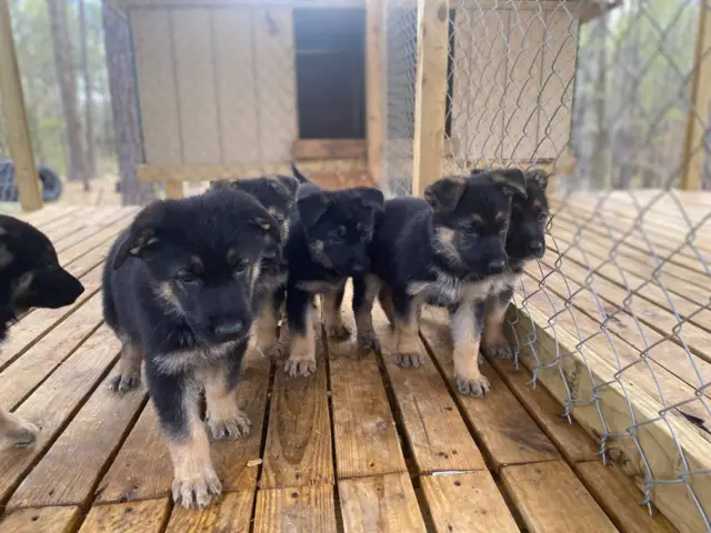 6 German Shepherd Puppies - 1/5