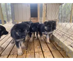 6 German Shepherd Puppies