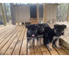 6 German Shepherd Puppies - 2