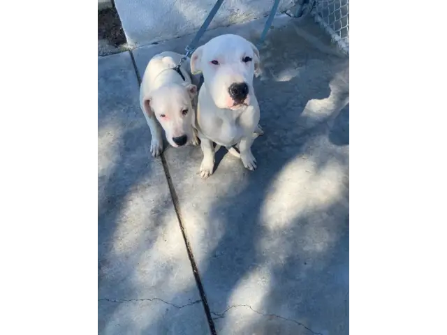 4 months old Dogo Argentino Puppies for Sale - 1/8
