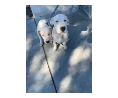 4 months old Dogo Argentino Puppies for Sale