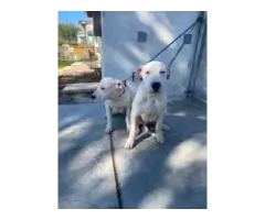 4 months old Dogo Argentino Puppies for Sale - 2