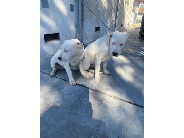 4 months old Dogo Argentino Puppies for Sale - 3/8