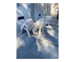 4 months old Dogo Argentino Puppies for Sale - 3