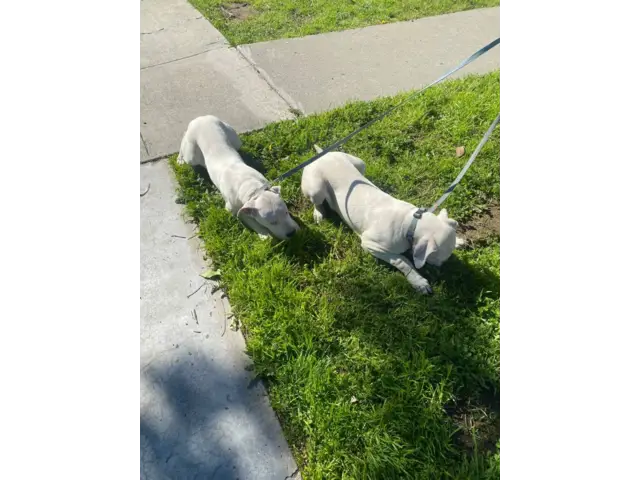 4 months old Dogo Argentino Puppies for Sale - 4/8