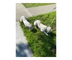 4 months old Dogo Argentino Puppies for Sale - 4