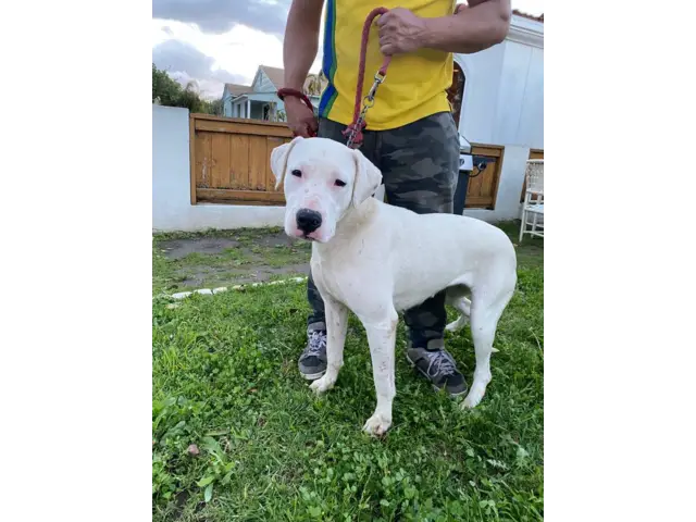 4 months old Dogo Argentino Puppies for Sale - 5/8
